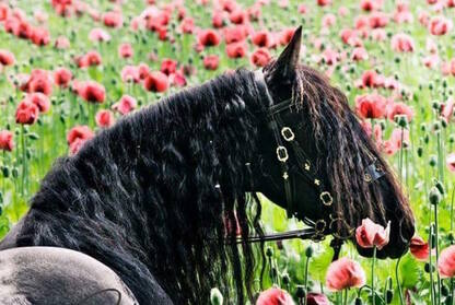 Action Animals Picture Friesian Horse in Field of flowers